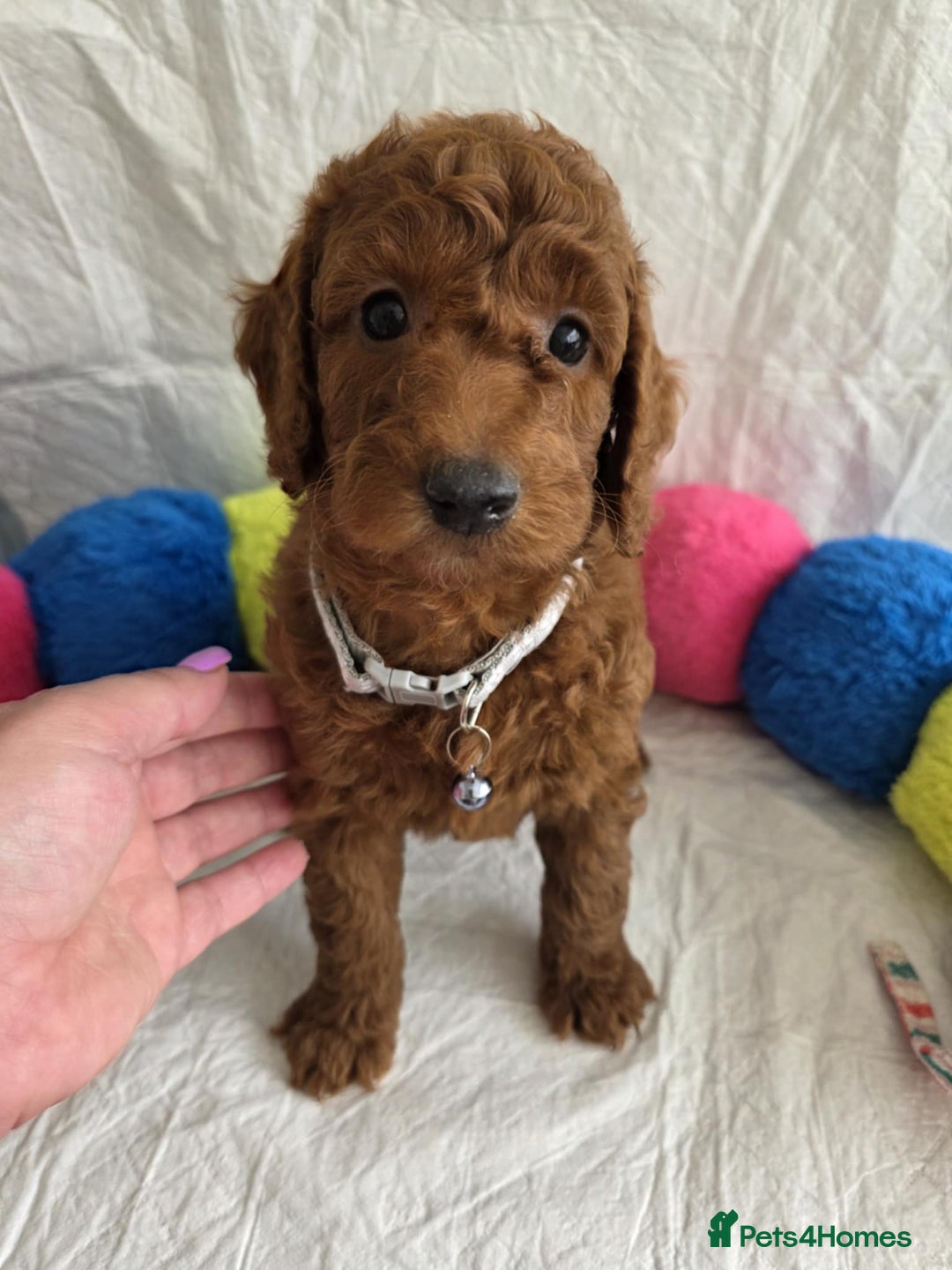 Goldendoodle dogs for sale: 👑Superb Rare Toy/Mini Deepest Red Goldendoodles👑 - Image 13