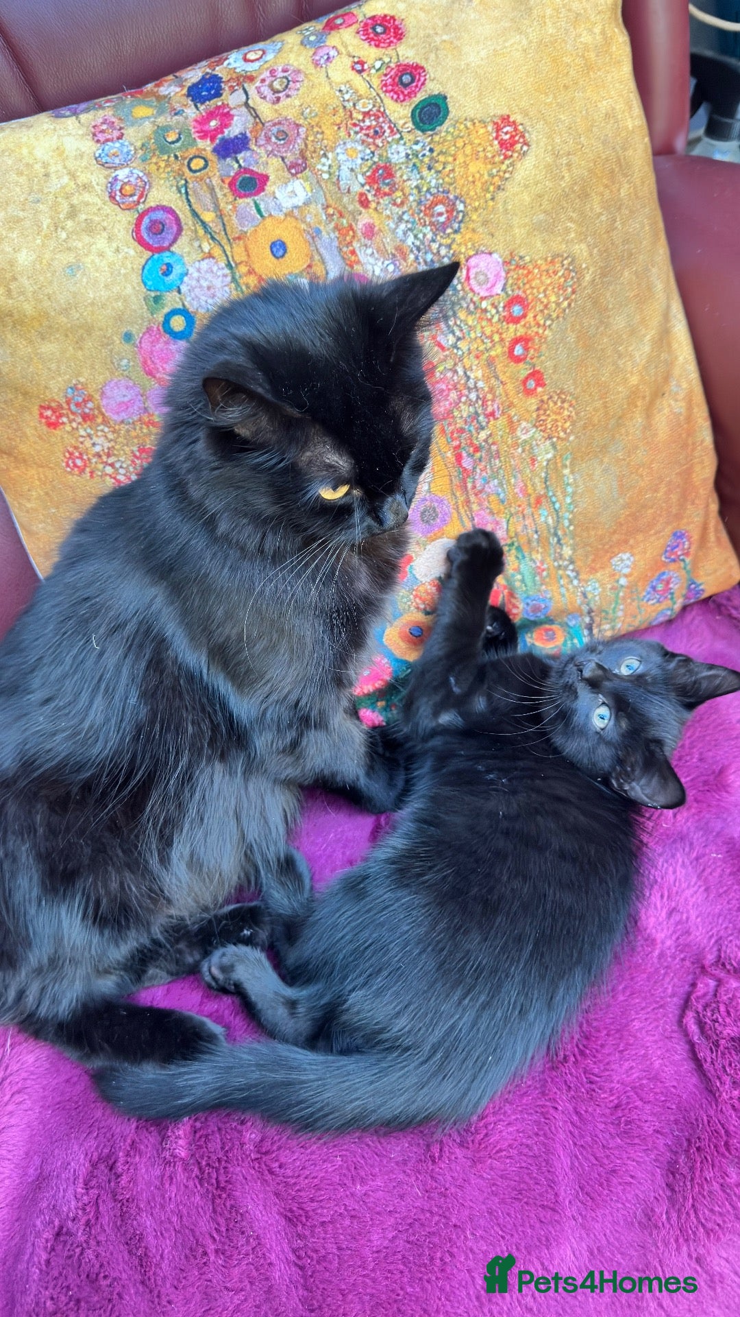 Mixed Breed cats Stunning kittens 🐈‍⬛ ONE LEFT, ready now - Advert 2