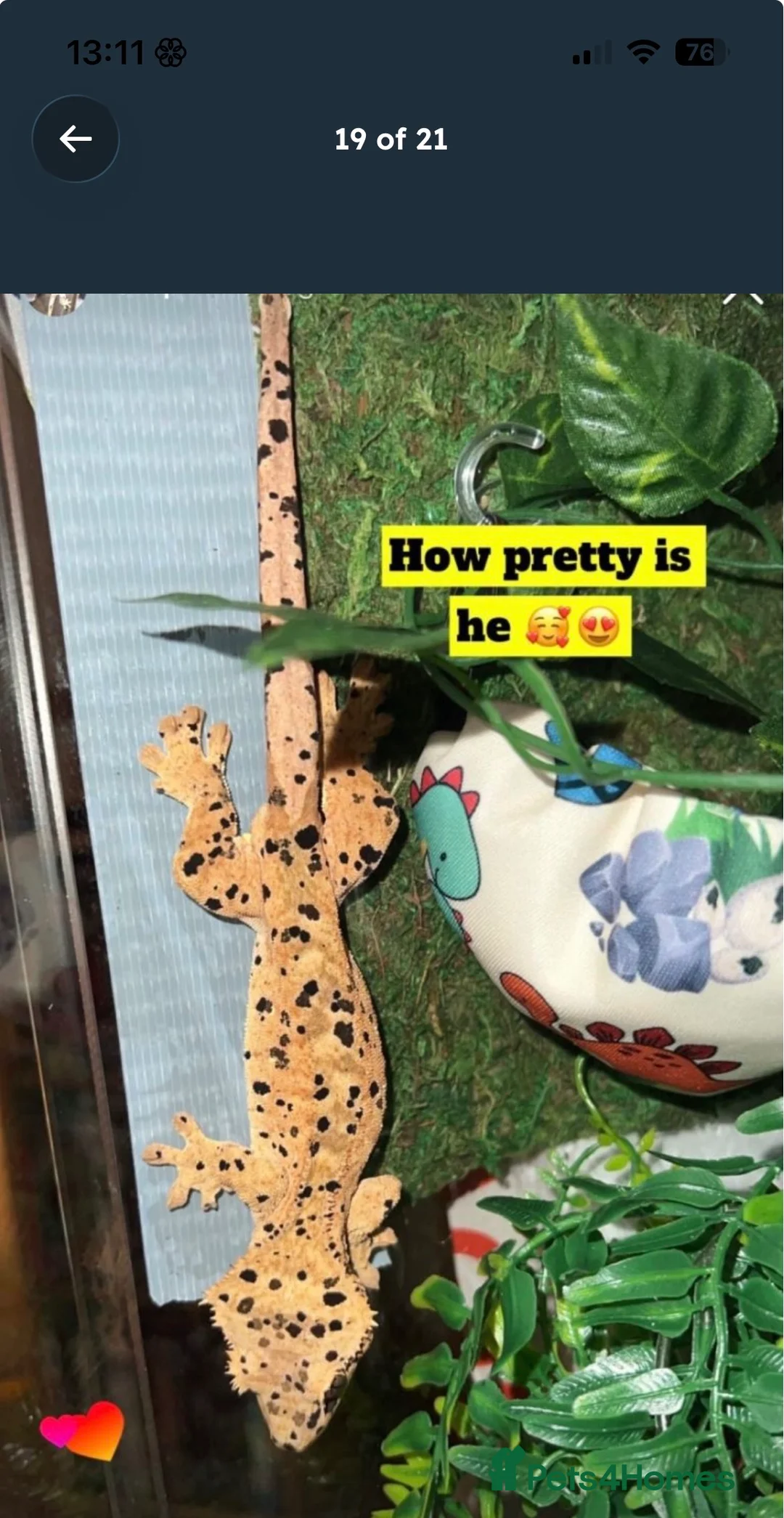 Gecko reptiles for sale: Super Dalmatian Crested Gecko £380 - Advert 2