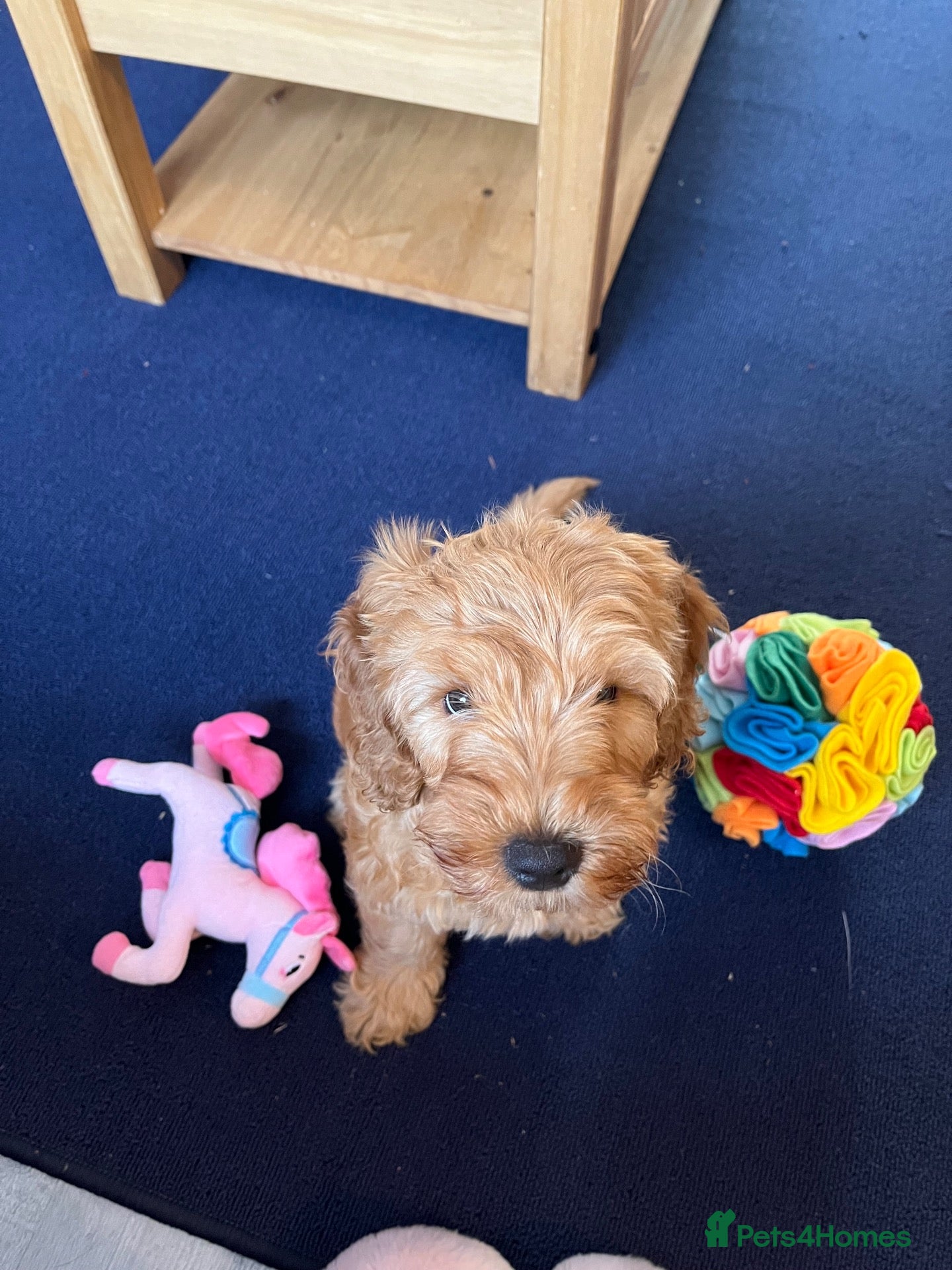 Cockapoo dogs Male 12 week cockapoo - Advert 1