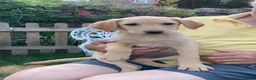 Labrador Retriever dogs for sale: 11 Labrador Puppies - Advert 2