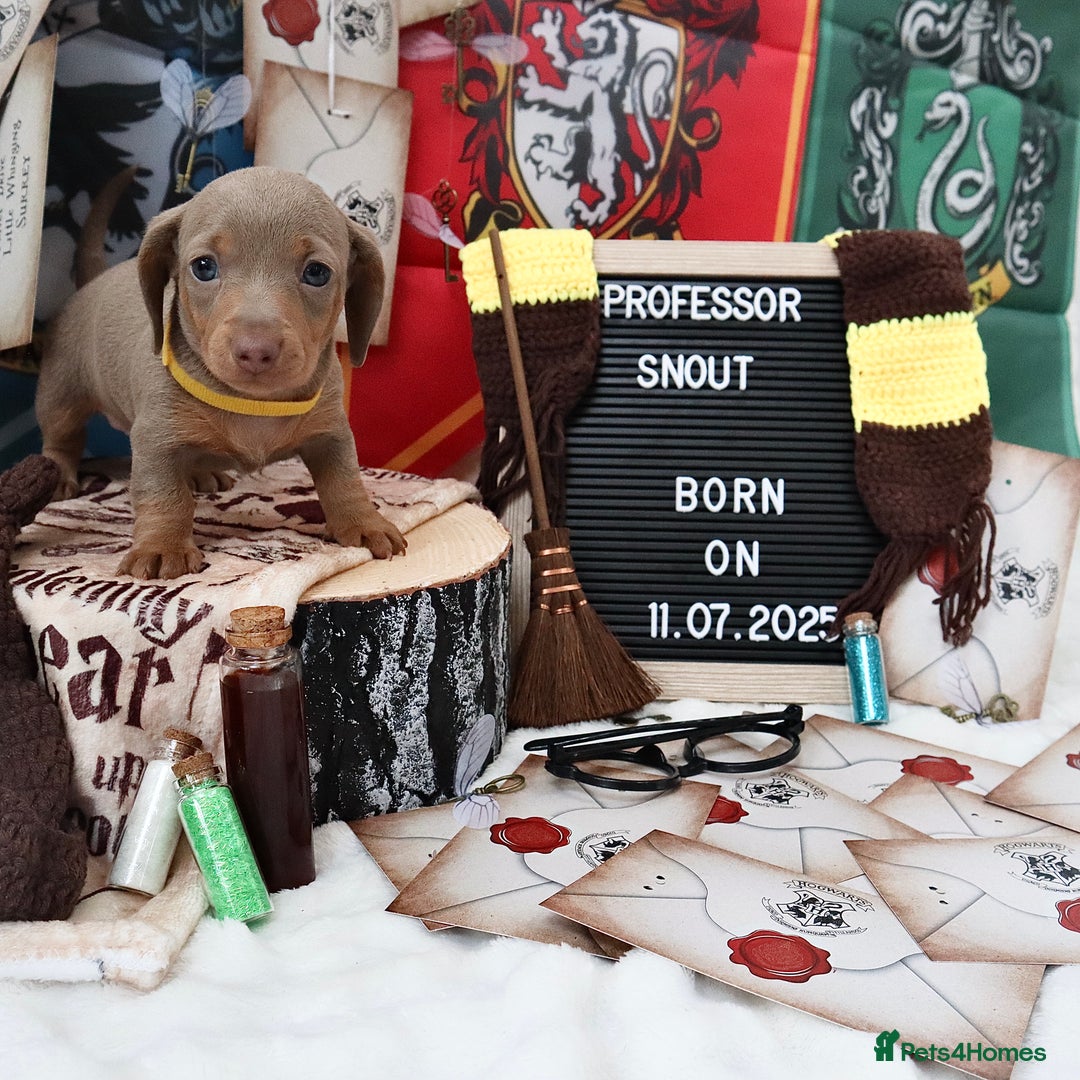 Miniature Dachshund dogs for sale: KC Reg short haired miniature dachshunds - Image 18