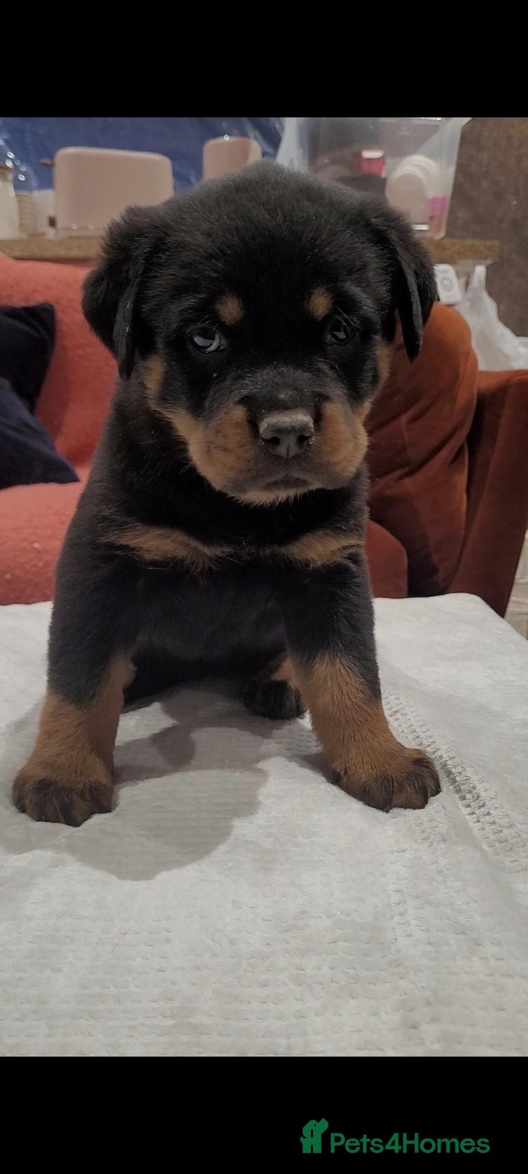 Rottweiler dogs for sale: GIANT ROTTWEILER PUP. PICK OF LITTER FEMALE - Advert 3