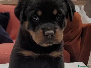Rottweiler dogs GIANT ROTTWEILER PUP. PICK OF LITTER FEMALE - Advert 2