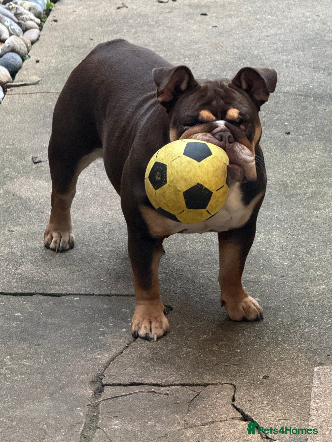 English Bulldog dogs for sale: Looking for my new home - Advert 2