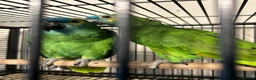 Parrots birds for sale: Hand Reared Blue Fronted Amazons  - Advert 1