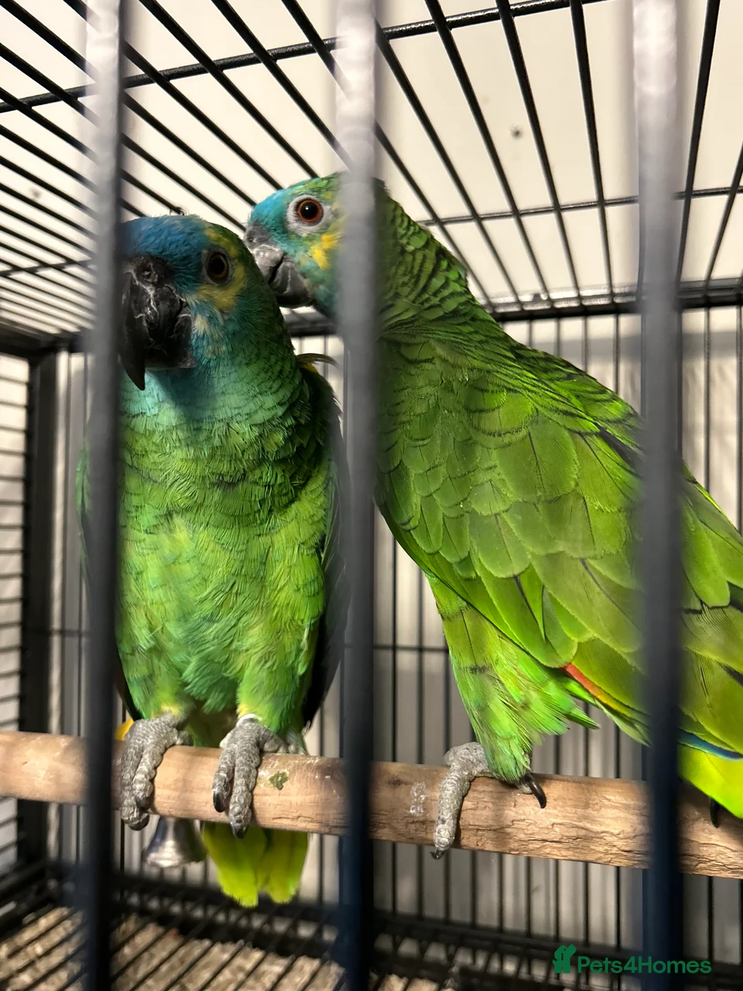 Parrots birds for sale: Hand Reared Blue Fronted Amazons  - Advert 1
