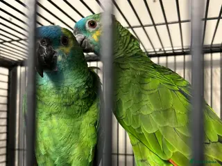 Parrots birds Hand Reared Blue Fronted Amazons - Advert 1