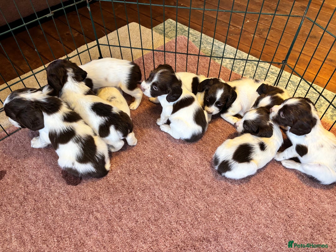 English Springer Spaniel dogs for sale: Beautiful Springer spaniel puppies  - Image 14