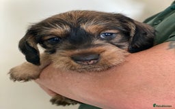 Dachshund dogs for sale: Fabulous Litter of Wirehaired Dachshund/ Teckels - Image 9