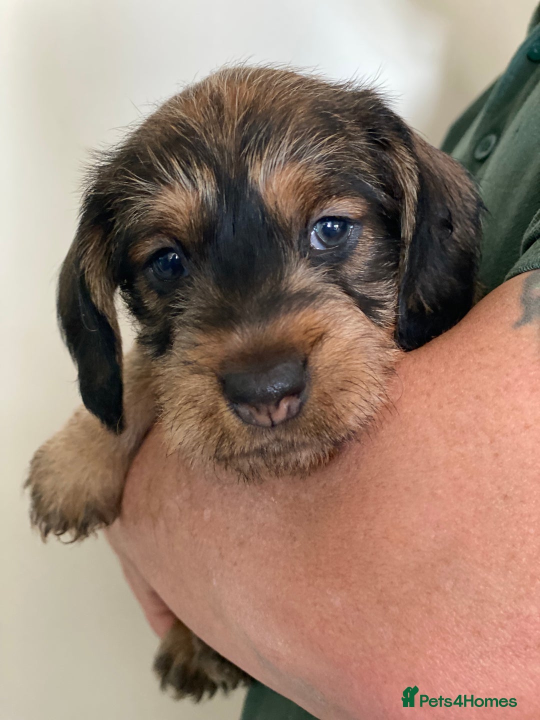 Dachshund dogs for sale: Fabulous Litter of Wirehaired Dachshund/ Teckels - Image 9