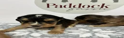 Cockalier dogs for sale: ✨ Superb Cockalier Puppies ✨ - Advert 10
