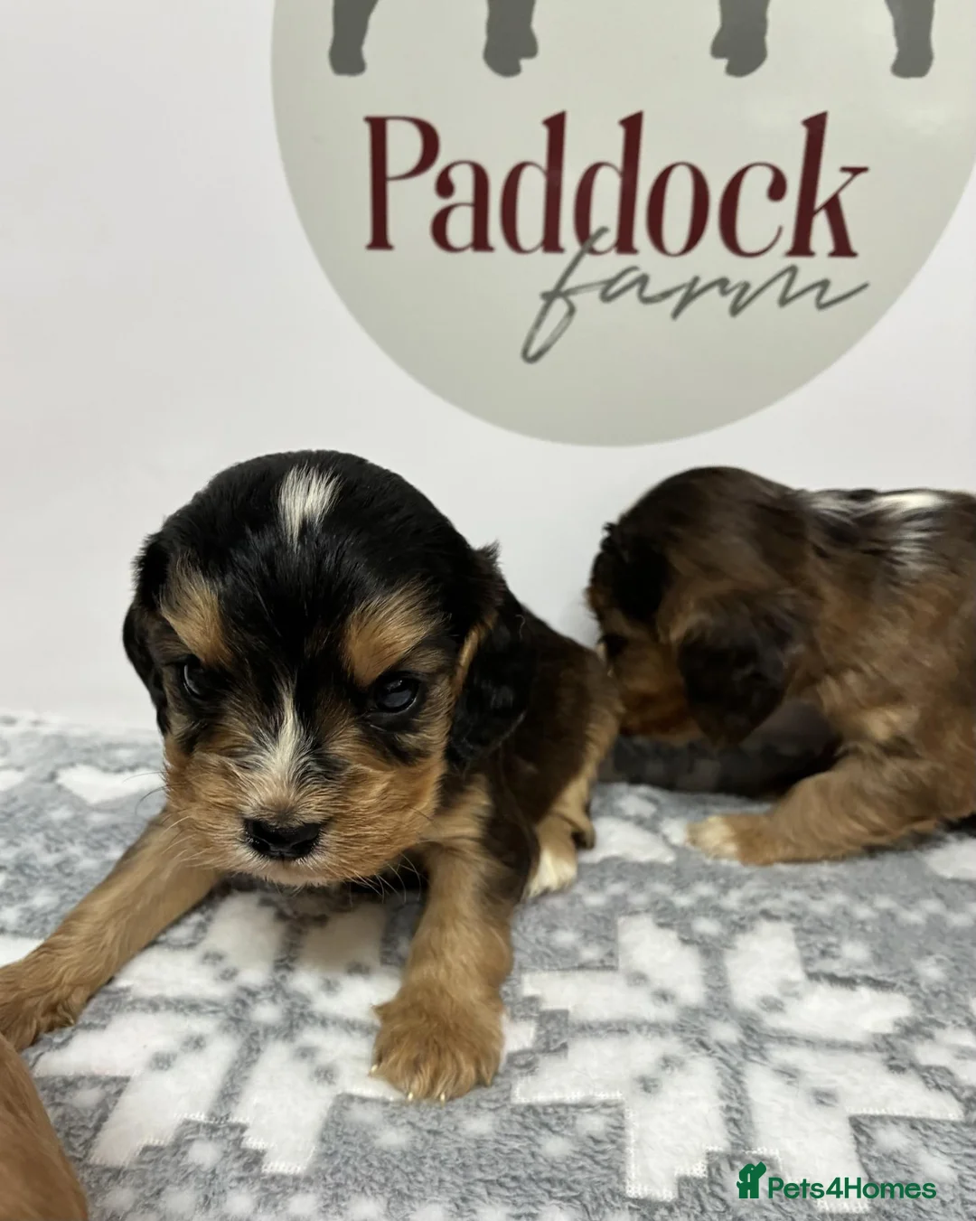 Cockalier dogs for sale: ✨ Superb Cockalier Puppies ✨ - Advert 10