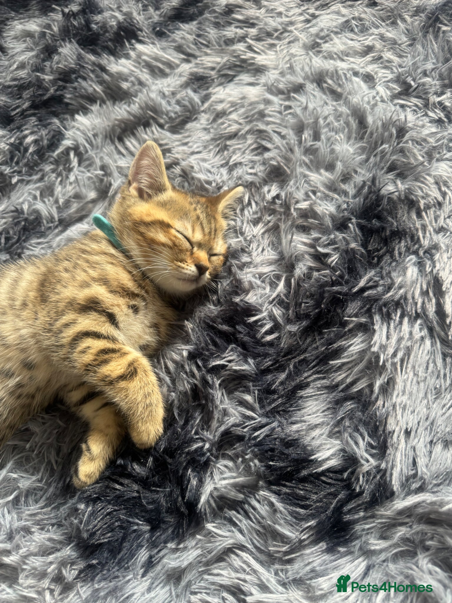 British Shorthair cats for sale: 1 male , 1 female  - Advert 4