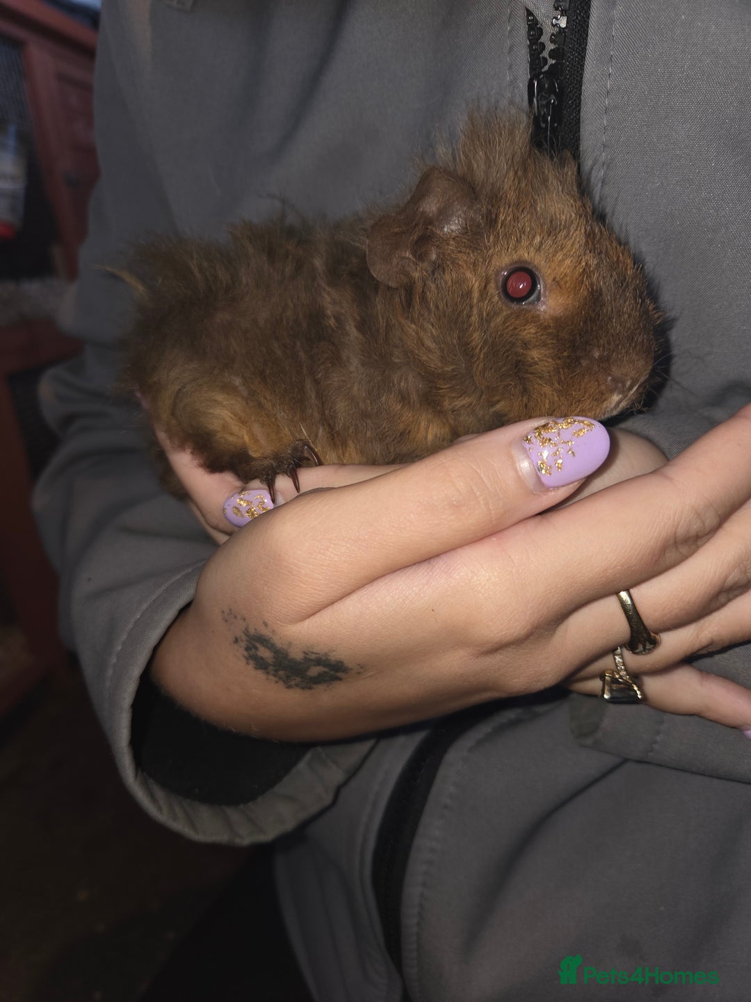 Guinea Pig rodents for sale: Baby guinea pigs - Advert 6