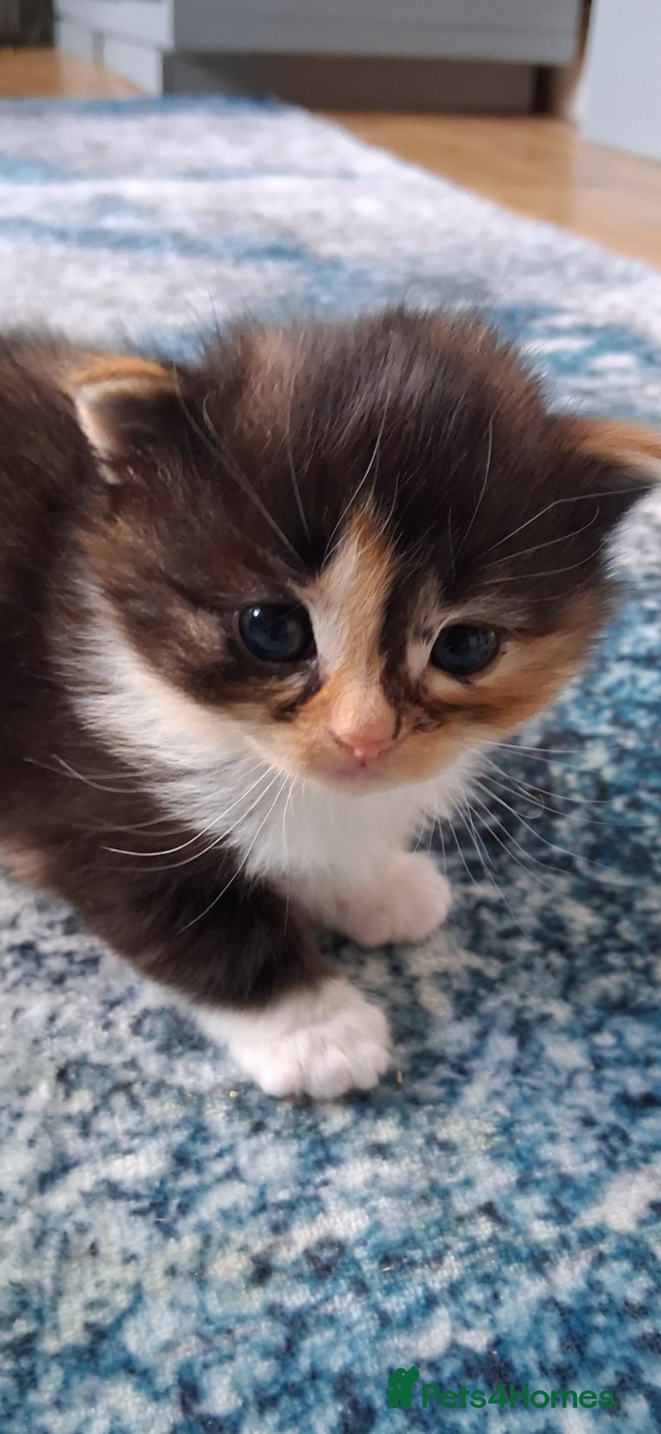 British Longhair cats Fluffy fluff ball kittens  - Advert 2