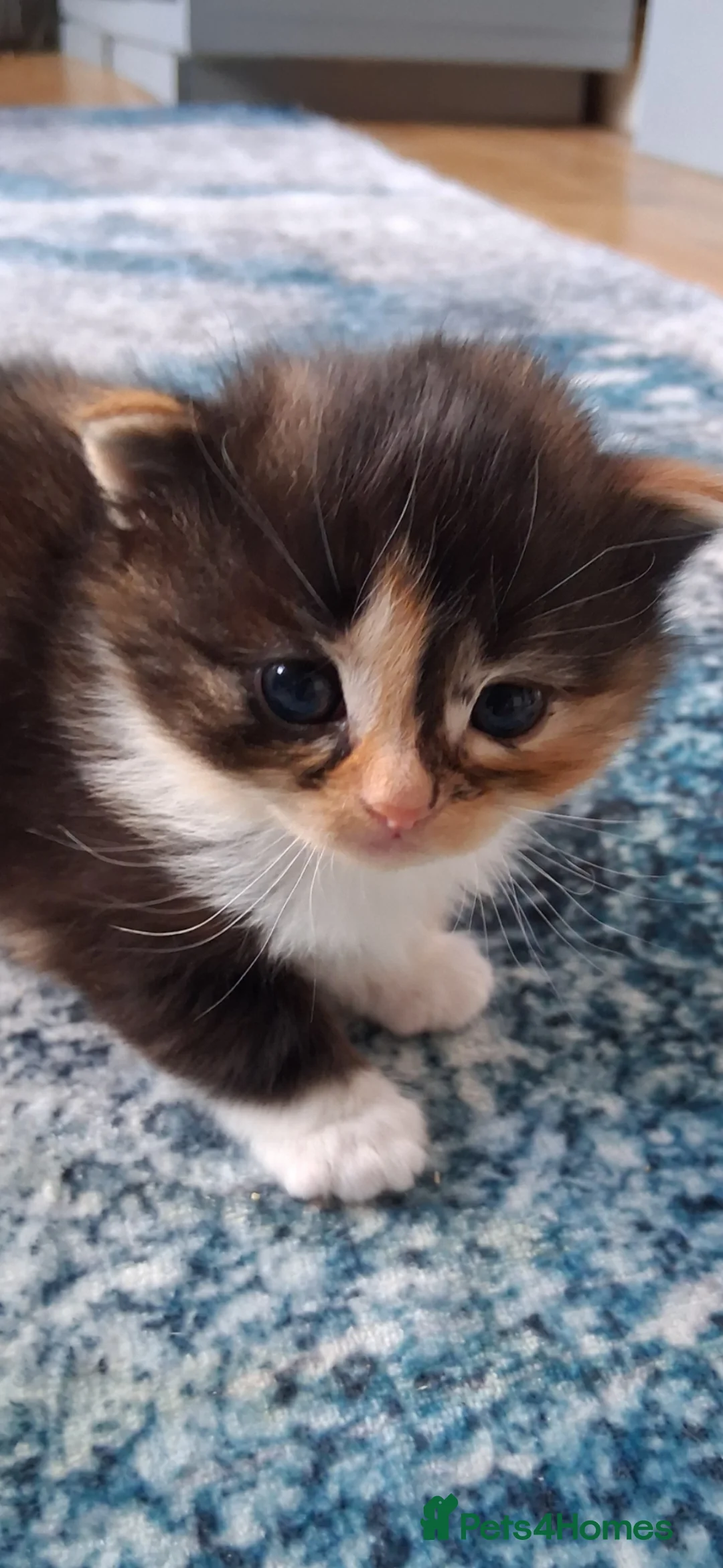 British Longhair cats for sale: Fluffy fluff ball kittens  in Ongar - Advert 1