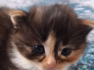 British Longhair cats Fluffy fluff ball kittens - Advert 2