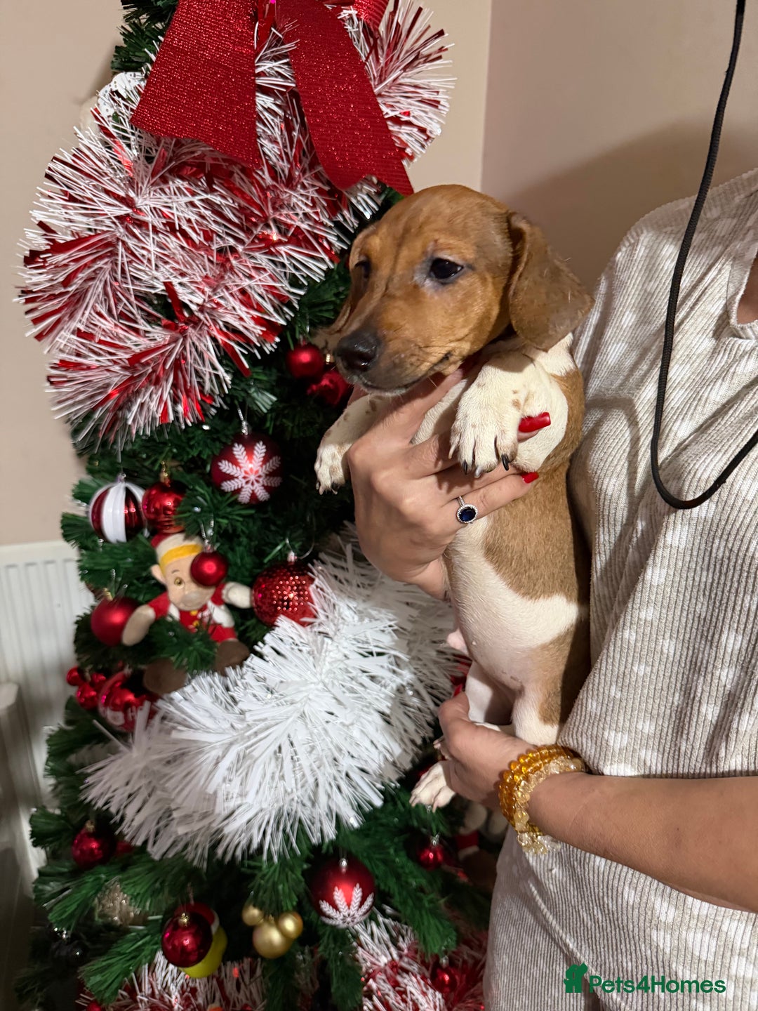Jack Russell dogs for sale: Last Jack Russel Puppy left READY TO GO - Advert 2
