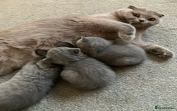 Scottish Fold cats for sale: Scottish Fold x Russian Blue Kittens  - Image 17