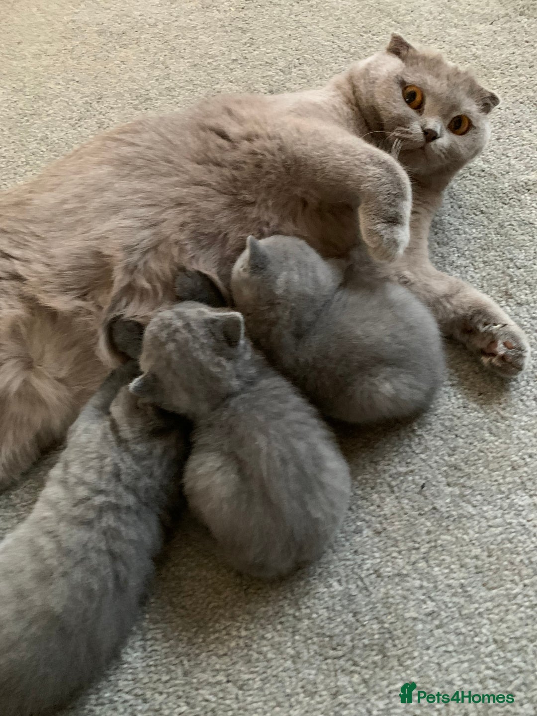 Scottish Fold cats for sale: Scottish Fold x Russian Blue Kittens  - Image 17