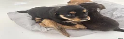 Mixed Breed dogs for sale: Jack Shih 3 lovely girls  in Llanelli - Advert 6