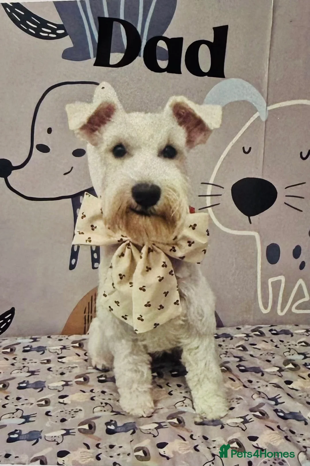 Mixed Breed dogs for sale:  Shnaupoochons 🐾  - Advert 2