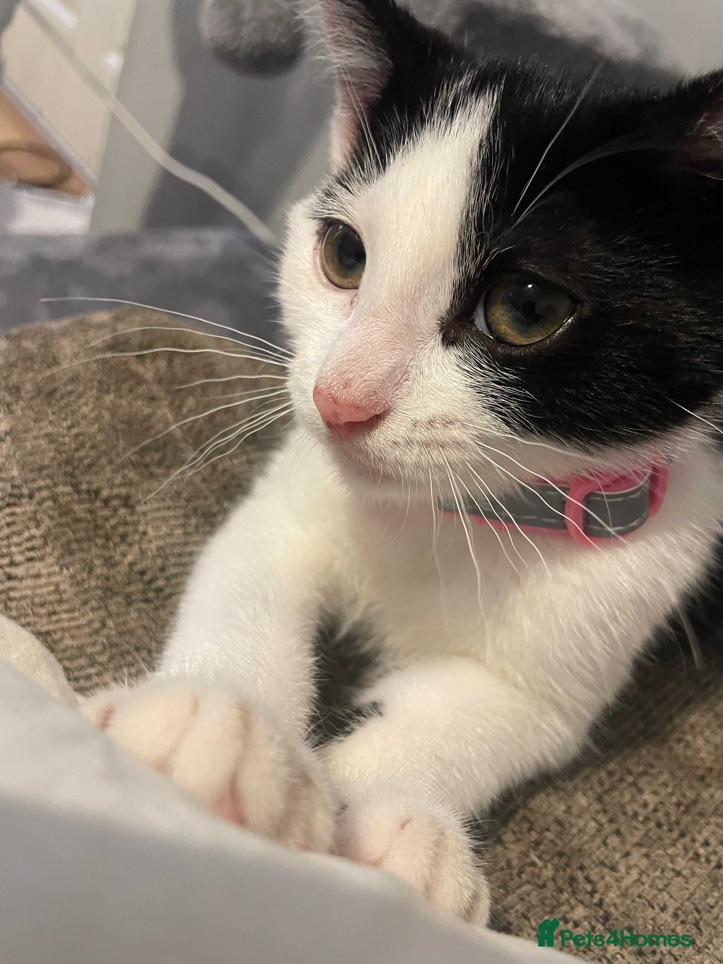 Mixed Breed cats Male cat - Advert 9