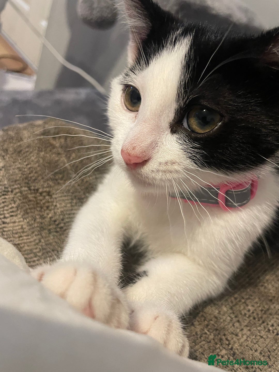 Mixed Breed cats for sale: Male cat - Advert 1