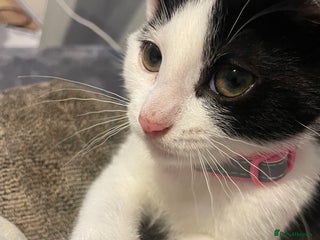 Mixed Breed cats Male cat - Advert 1