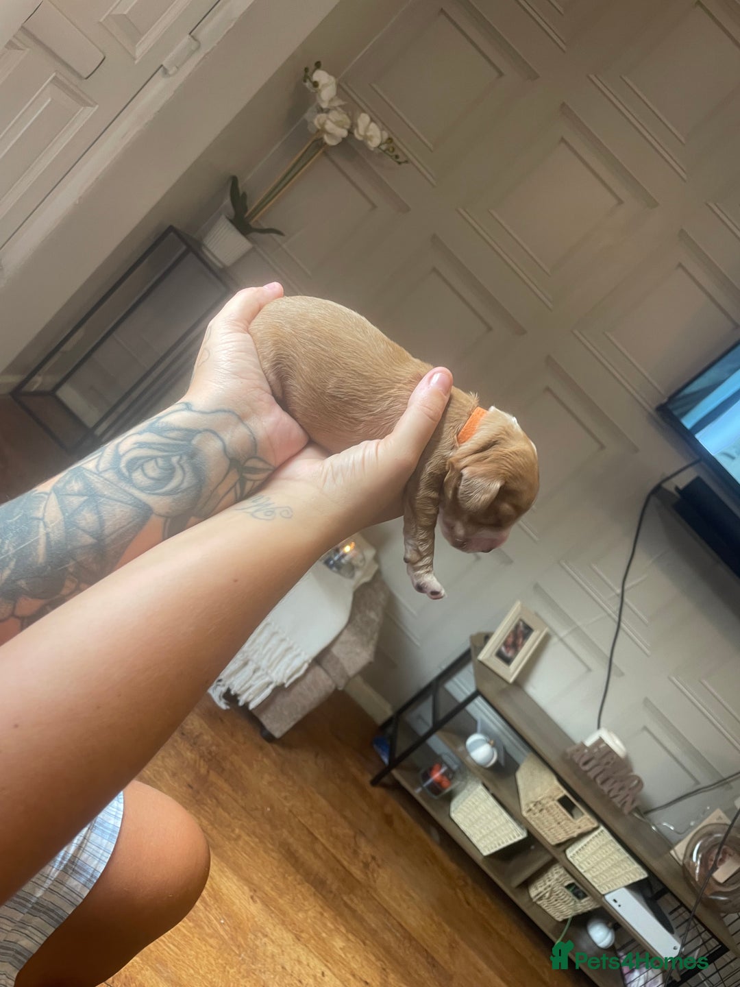 Cocker Spaniel dogs for sale: Cocker spaniel puppies  - Image 2
