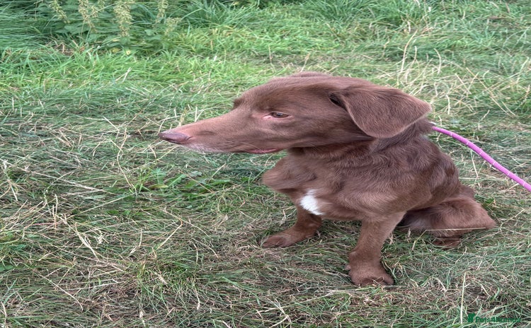 Mixed Breed dogs - Advert 3