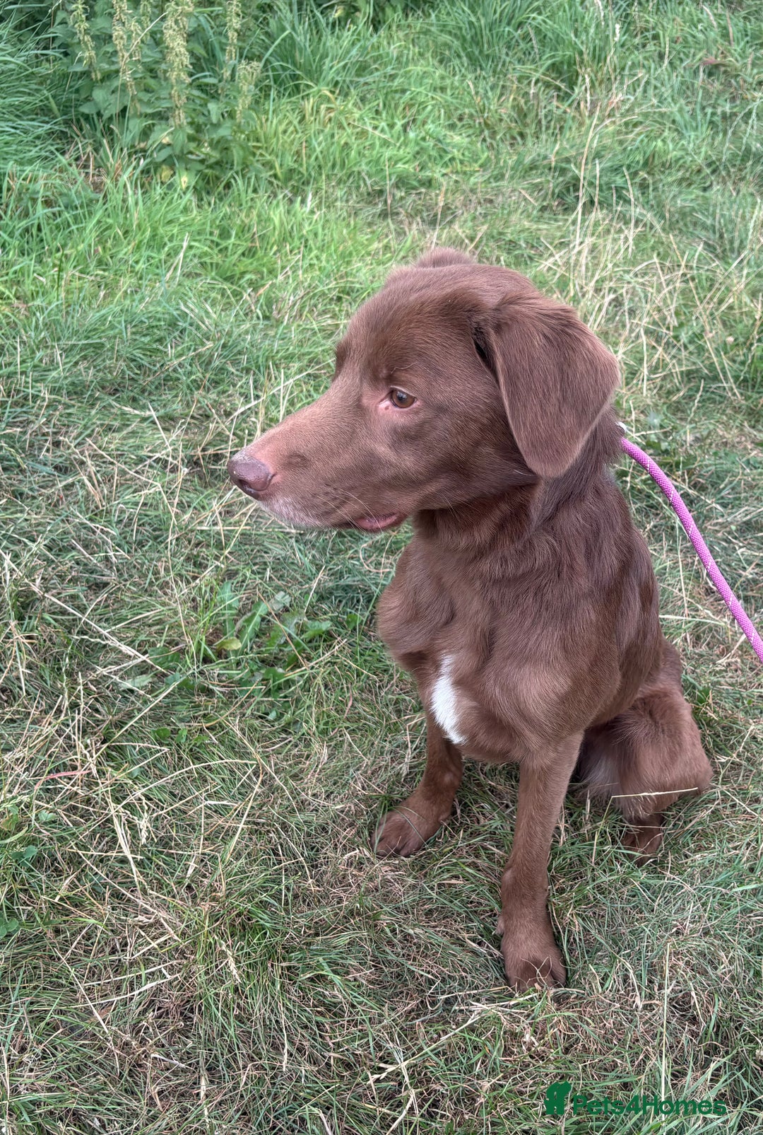 Mixed Breed dogs for adoption: Max * Labrador x Sprollie *240781 - Image 1
