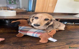 Miniature Dachshund dogs for sale: **KC REG Miniature long haired dachshund puppies** - Image 9