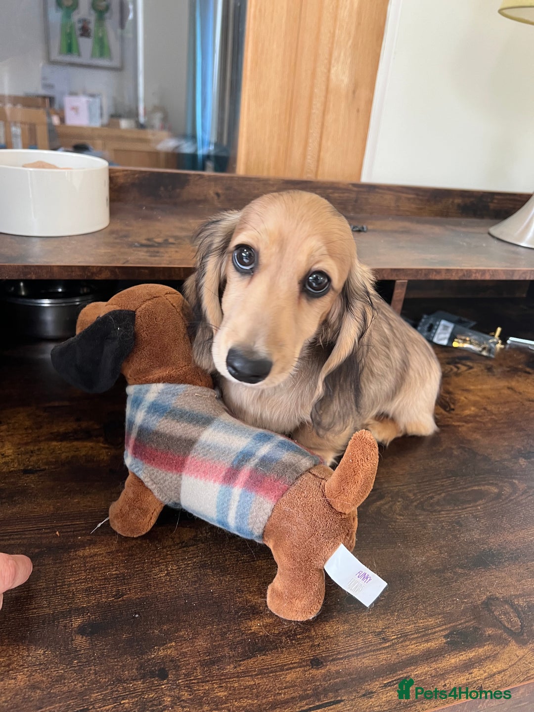 Miniature Dachshund dogs for sale: **KC REG Miniature long haired dachshund puppies** - Image 9