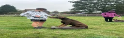 Dobermann dogs for stud: Lorcan (Lorcs) in Burton-on-Trent - Advert 9