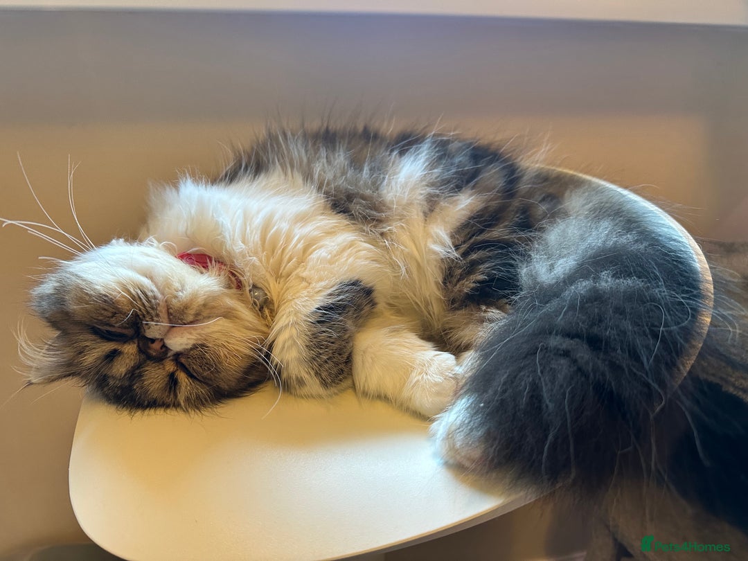 Persian cats for sale: Cute Lazy Persion Boy - Image 10
