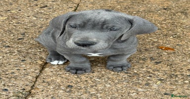 Great Dane dogs - Advert 5