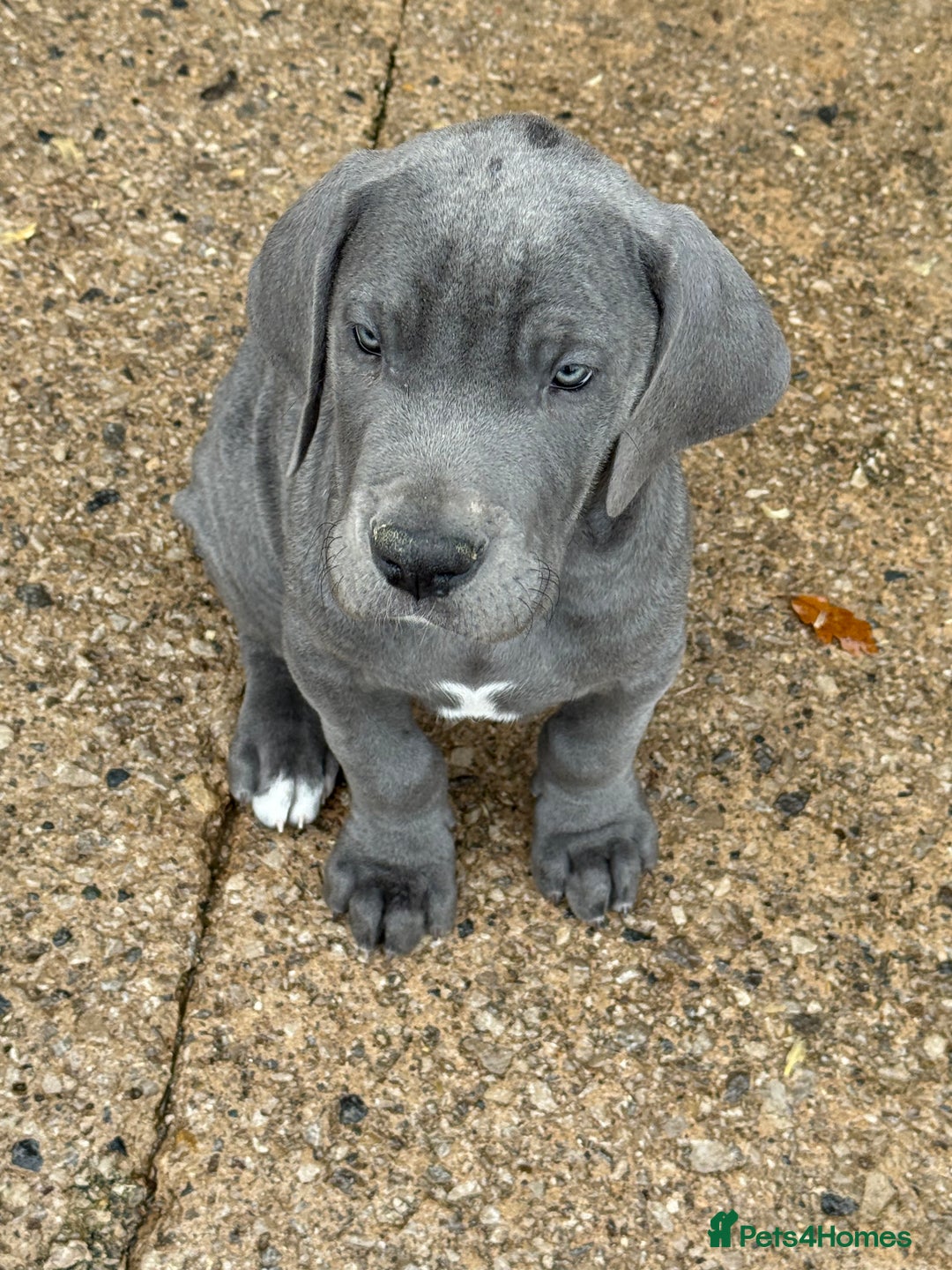 Great Dane dogs for sale: READY NOW! BLUE Kc reg Great Danes - Advert 3