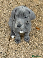 Great Dane dogs - Advert 5