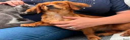 Mixed Breed dogs for sale: Rehoming through no fault of her  own  - Advert 5