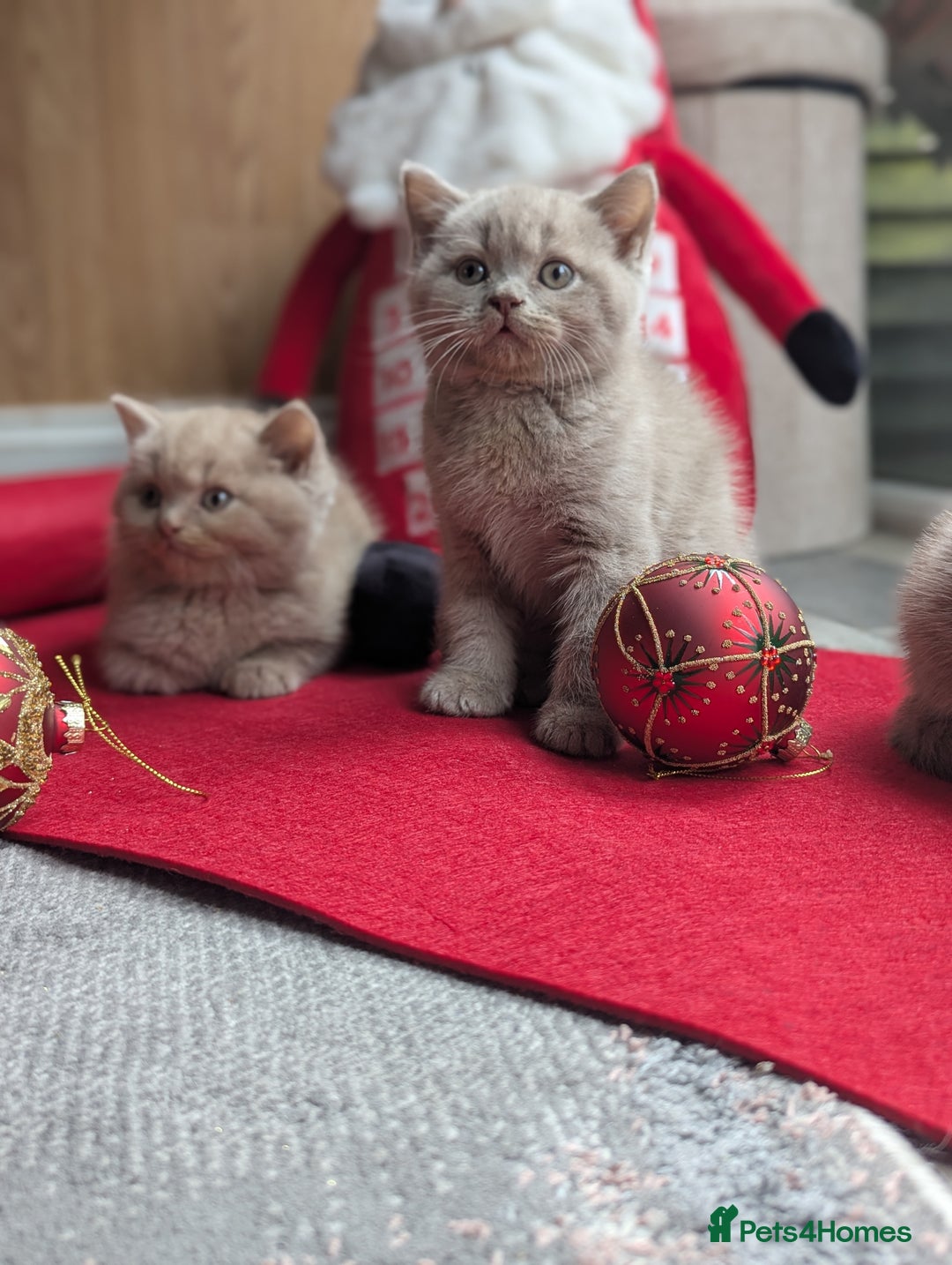 British Shorthair cats for sale: British shorthair  - Advert 6