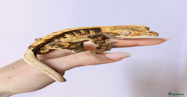 Gecko reptiles - Advert 7