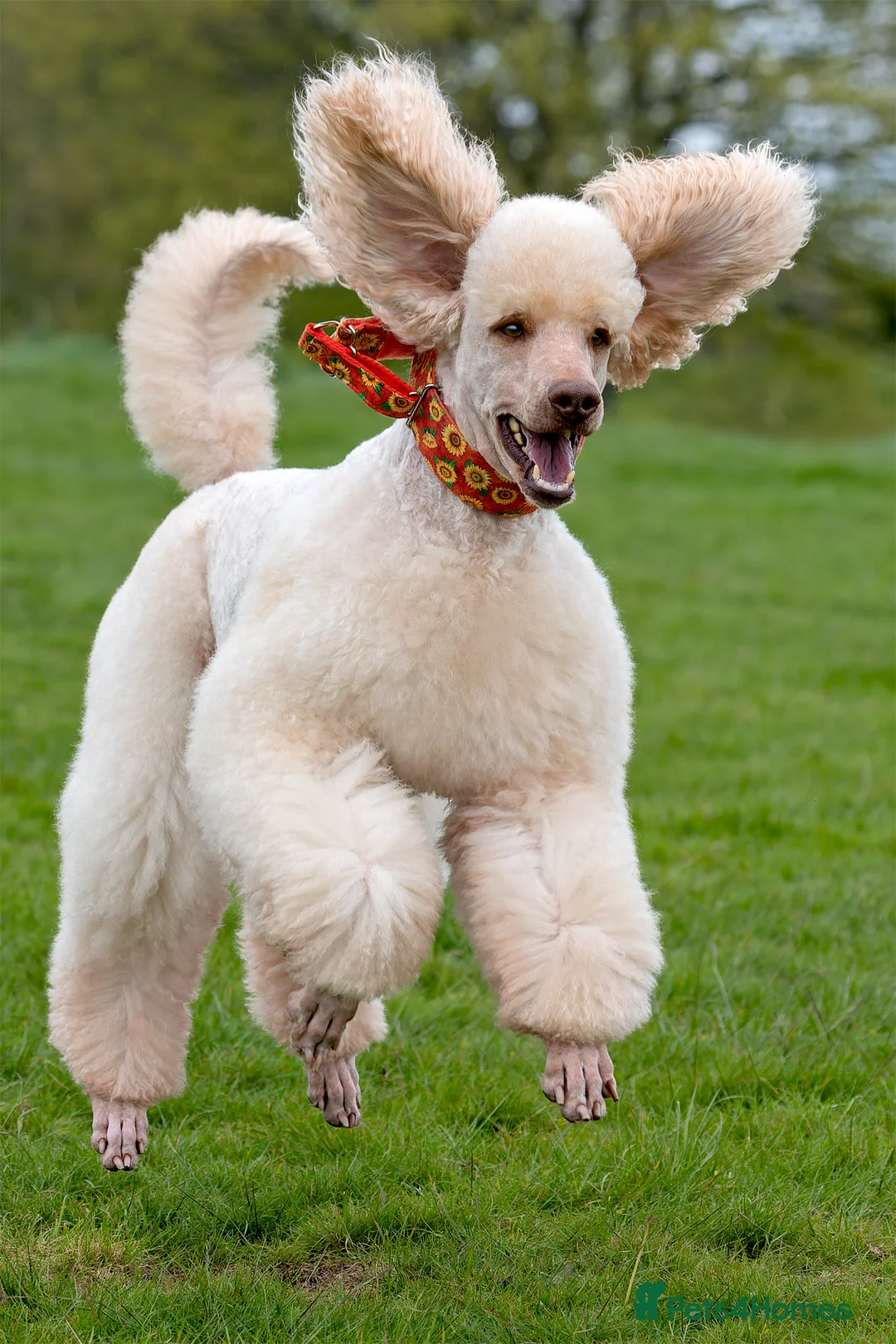 Standard Poodle dogs for stud: SUPERB KC HEALTH TESTED STANDARD POODLE.. in Newport - Advert 6