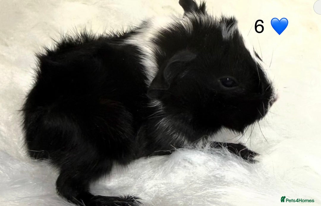 Guinea Pig rodents for sale: Funkie Sow & Boar Guinea Pigs - Advert 9