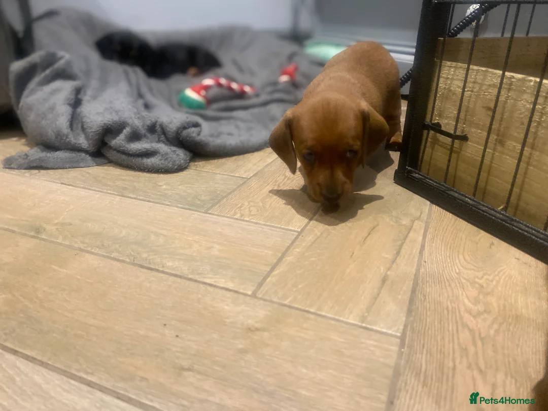 Miniature Dachshund dogs for sale: Miniature dachshund  - Advert 9