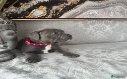 Staffordshire Bull Terrier dogs for sale: Chunky little staffy pups - Image 9