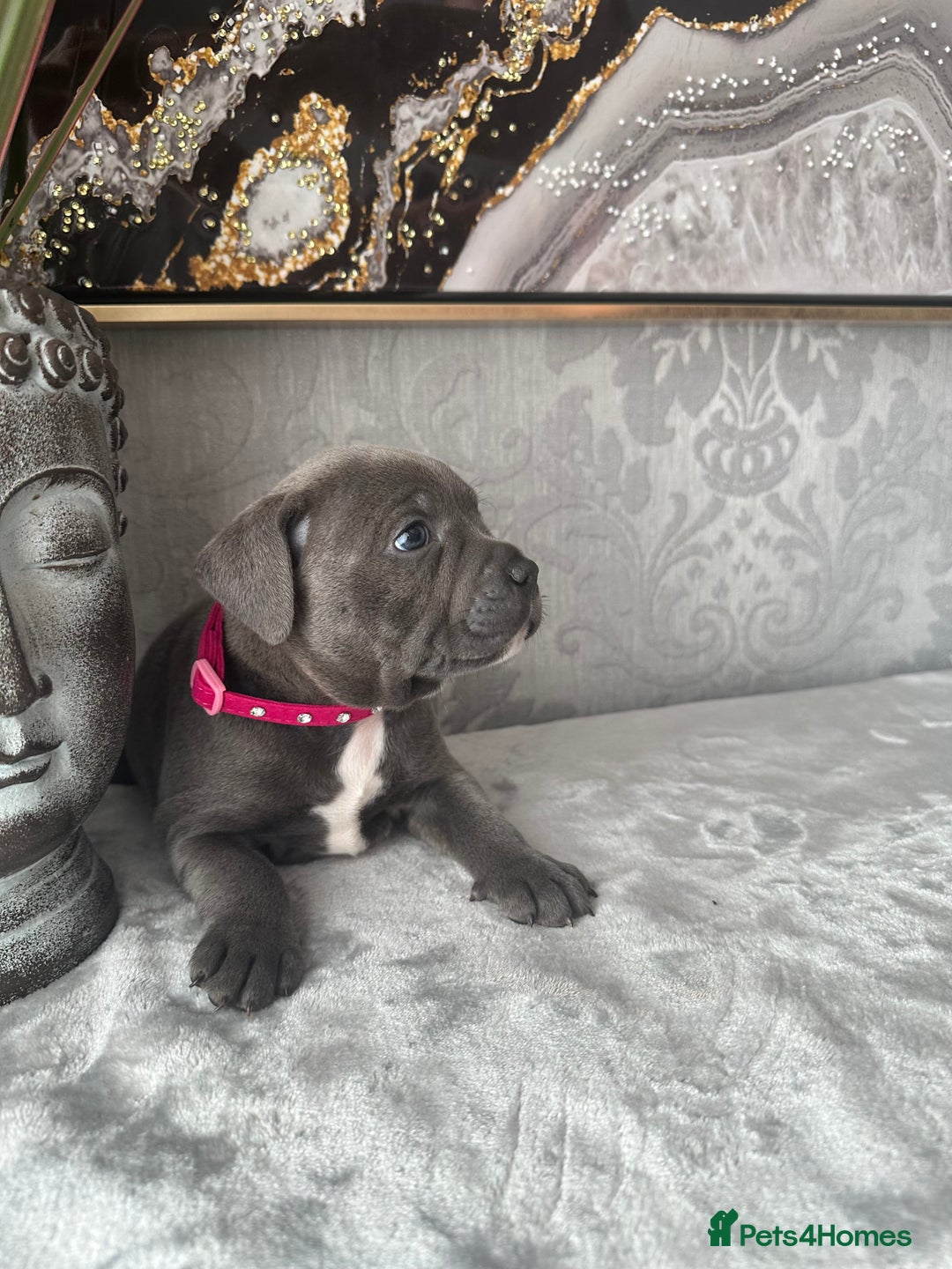 Staffordshire Bull Terrier dogs for sale: Chunky little staffy pups - Image 9