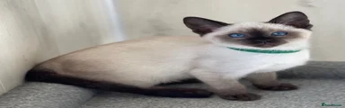 Siamese 11