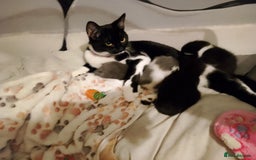 American Shorthair cats for sale: 2 beautiful american shorthair kittens  - Image 3